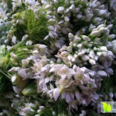 莘县韭菜花又上市了质量嘎嘎好