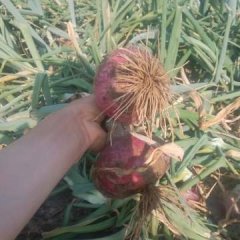 聊城莘县二红皮洋葱现已大量上市