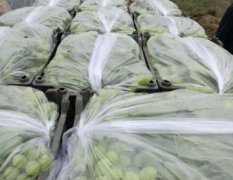2017大荔葡萄 温室维多利亚葡萄大量上市