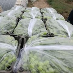 2017大荔葡萄 温室维多利亚葡萄大量上市