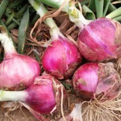 惠民红皮洋葱，现在已经陆续上市