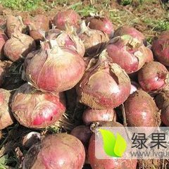 山东惠民县万亩洋葱大量上市了