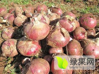 2017年山东惠民红皮洋葱价格