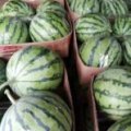 湖北江夏五月早春红玉礼品西瓜热销中