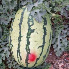 会宁甘肃段仰天7月金花3号号西瓜18894549753