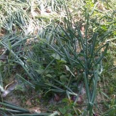 郸城钱店镇 这地方种植上百亩洋葱