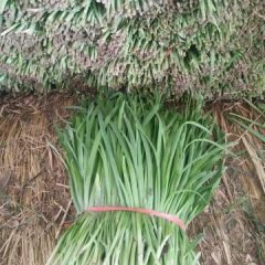 河北藁城韭菜种植面积大,质量好