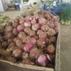 河北藁城大量种植紫红皮洋葱，产品质量好