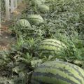 辽宁省凌海市西瓜 举世闻名的西瓜种植基地