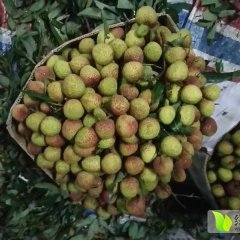 广西钦州地区妃子笑荔枝大量供应中