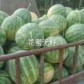 尉氏西瓜营养丰富张市朱先生诚信合作