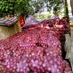 大邑洋葱 本人种植红皮洋葱40亩，货已上市