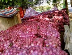 大邑洋葱 本人种植红皮洋葱40亩，货已上市