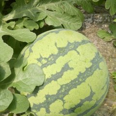 旌阳西瓜 早佳8424冰糖瓜，皮薄味甜