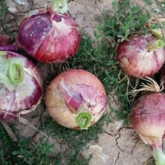 郑州市附近太康县数十亩紫皮洋葱上市