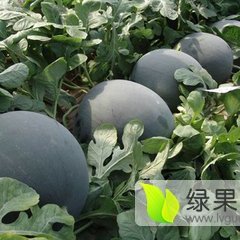 陕西黑无籽西瓜产地价格，黑无籽西瓜西瓜上市