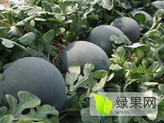 黑皮无籽价格