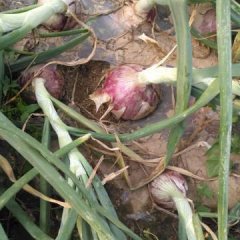 惠民二红洋葱6月10号大量上市