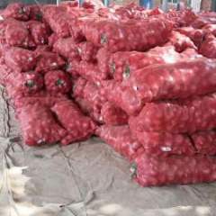 2017莘县洋葱大量上市中，价格低，量大