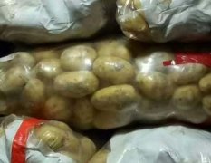 2017饶阳土豆价格真便宜啊质量好于往年