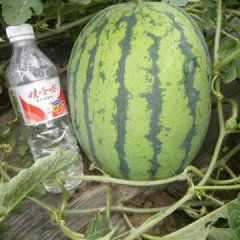 云南盈江新绿宝8号西瓜欢迎合作