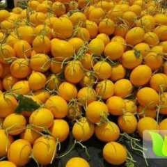 莘县优质瑞红甜瓜