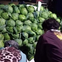 昌黎新集蔬菜基地甘蓝已大量上市，量大