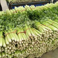 甘肃安定美国西芹芹菜质量上乘