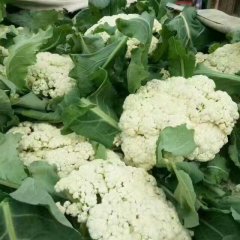 甘肃安定银冠菜花著名品牌