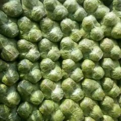 甘肃安定中甘21甘蓝诚意代办