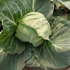 玉田现有甘蓝热销中，单重3斤左右