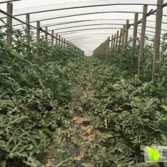 滦县种瓜已有二十年，占地面积五十余亩