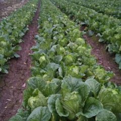 君山春菜，春玉甘蓝 奥奇娜大量上市