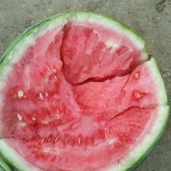 夏邑县万亩美都8424西瓜基地，北镇刘集