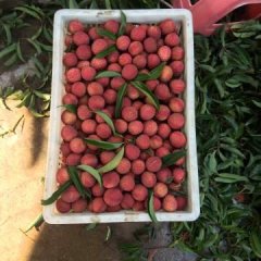 阳江市尚扬荔枝公会