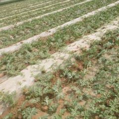 2017丛台西瓜 端午节左右可以摘瓜！量不是问题