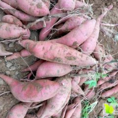 广东红薯 常年提供广东红薯：鸡蛋黄、西瓜红