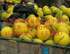 山东莘县的香瓜，甜瓜大量上市了