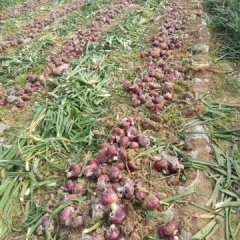 常年代办各季节新鲜蔬菜，我处洋葱