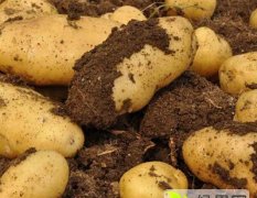 滕州春季荷兰土豆上市供应销售