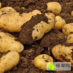 滕州春季荷兰土豆上市供应销售