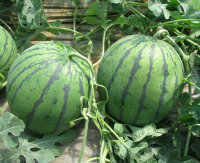 阜城西瓜火爆招商中漫河西瓜诚信合作