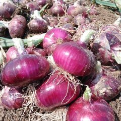 河南新野红皮洋葱品质优良