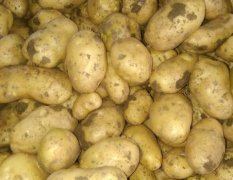 新野蔬菜潘文明5月荷兰十五土豆