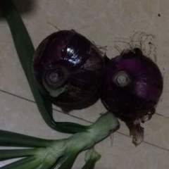 2018新野洋葱 红皮洋葱