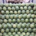 青州西瓜大量上市希望全国各地老板来收购