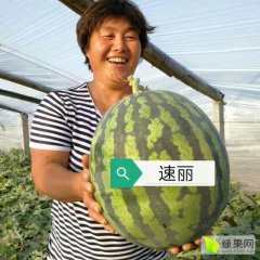 速丽甜王西瓜种子，全国总经销