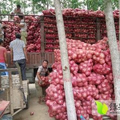 中牟红皮洋葱大量上市，产地直销，欢迎采购。