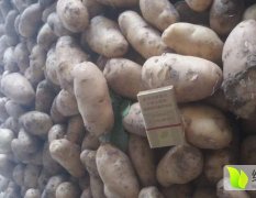 通许土豆已大量上市，价格低廉