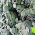 2017盖州西瓜 自家西瓜，已经九分半熟了